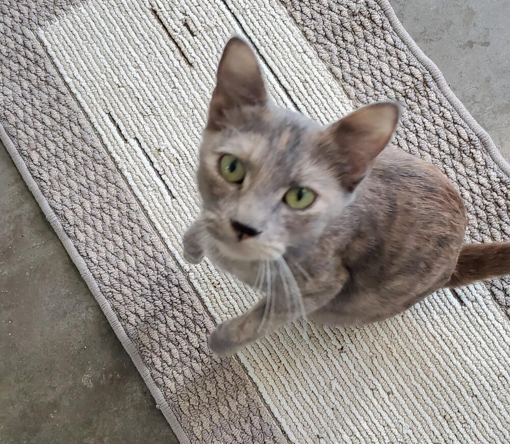 Tiffany, Adoptable, Adult Female Domestic Short Hair & Calico.