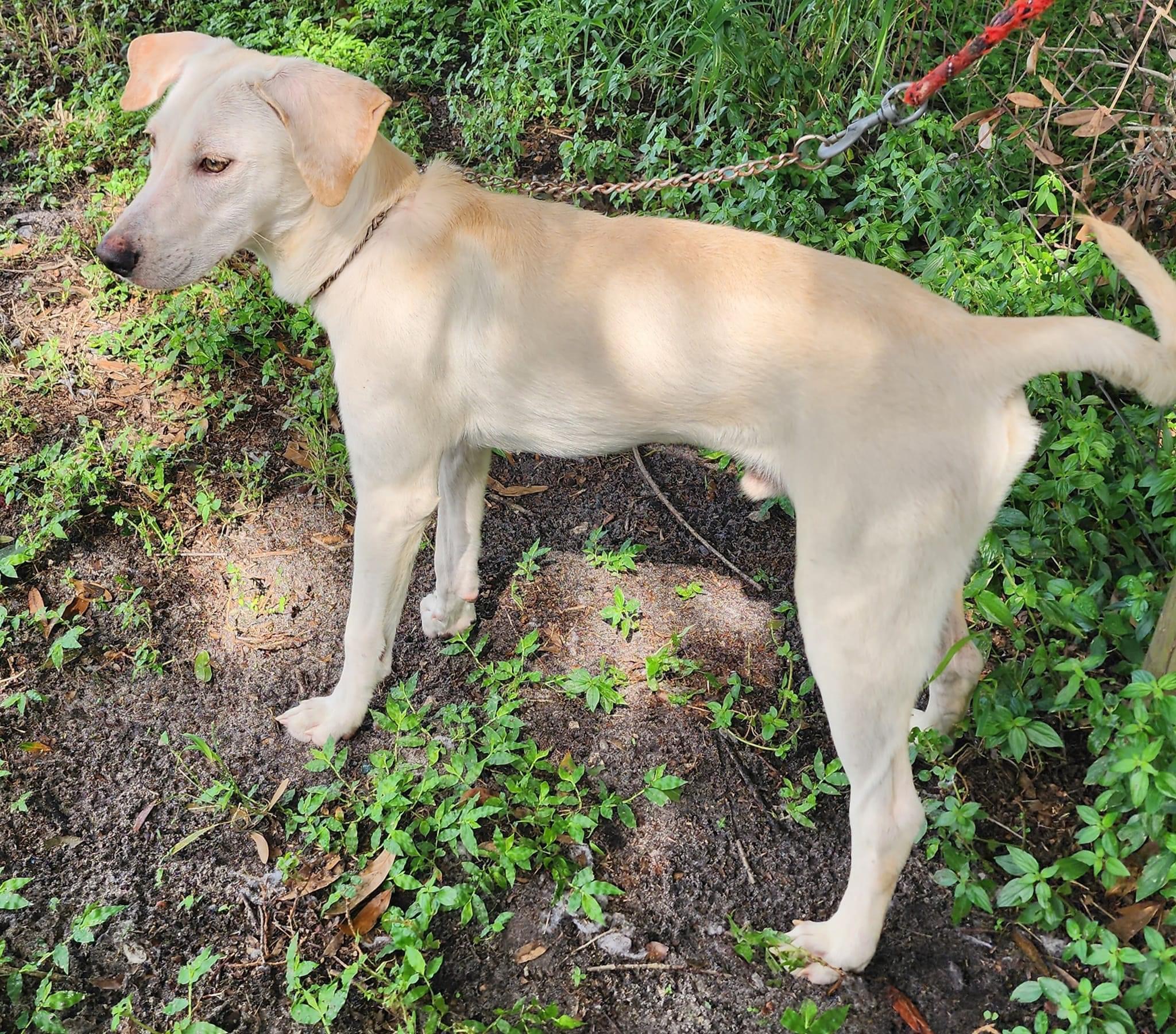 Alfie, Adoptable, Adult Male Yellow Labrador Retriever.