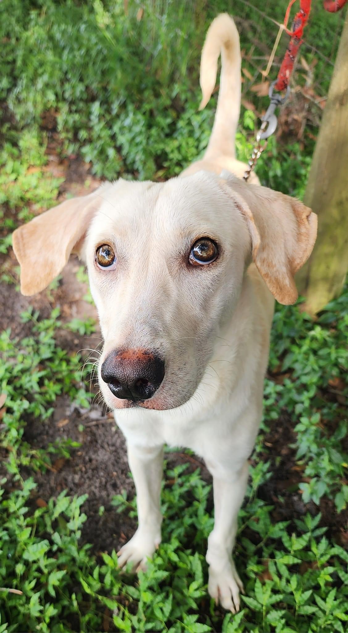 Enlarge Alfie, a Adoptable Yellow Labrador Retriever in Lorida, FL image 2/2