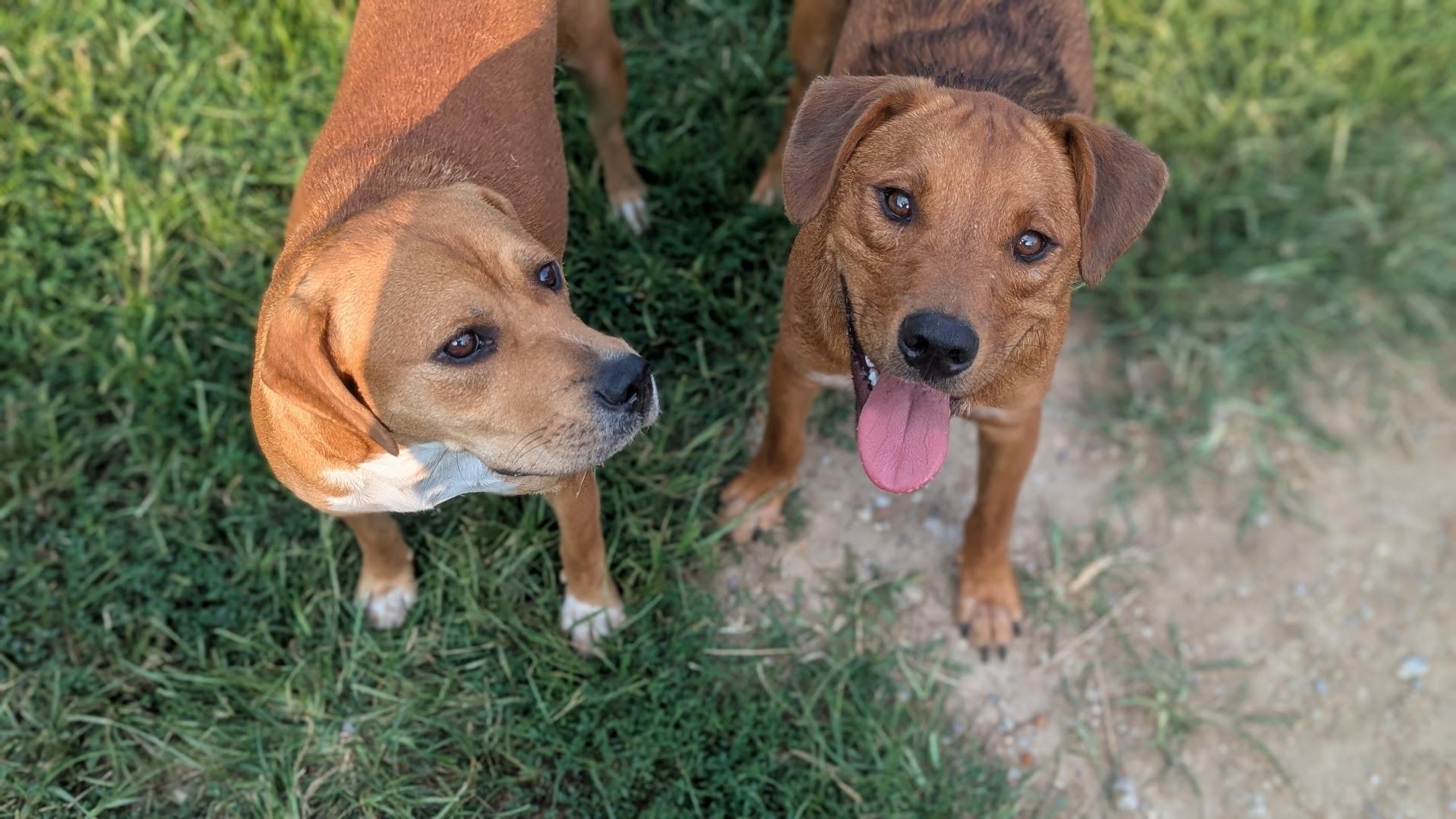 Cash And Rocco thumbnail 4