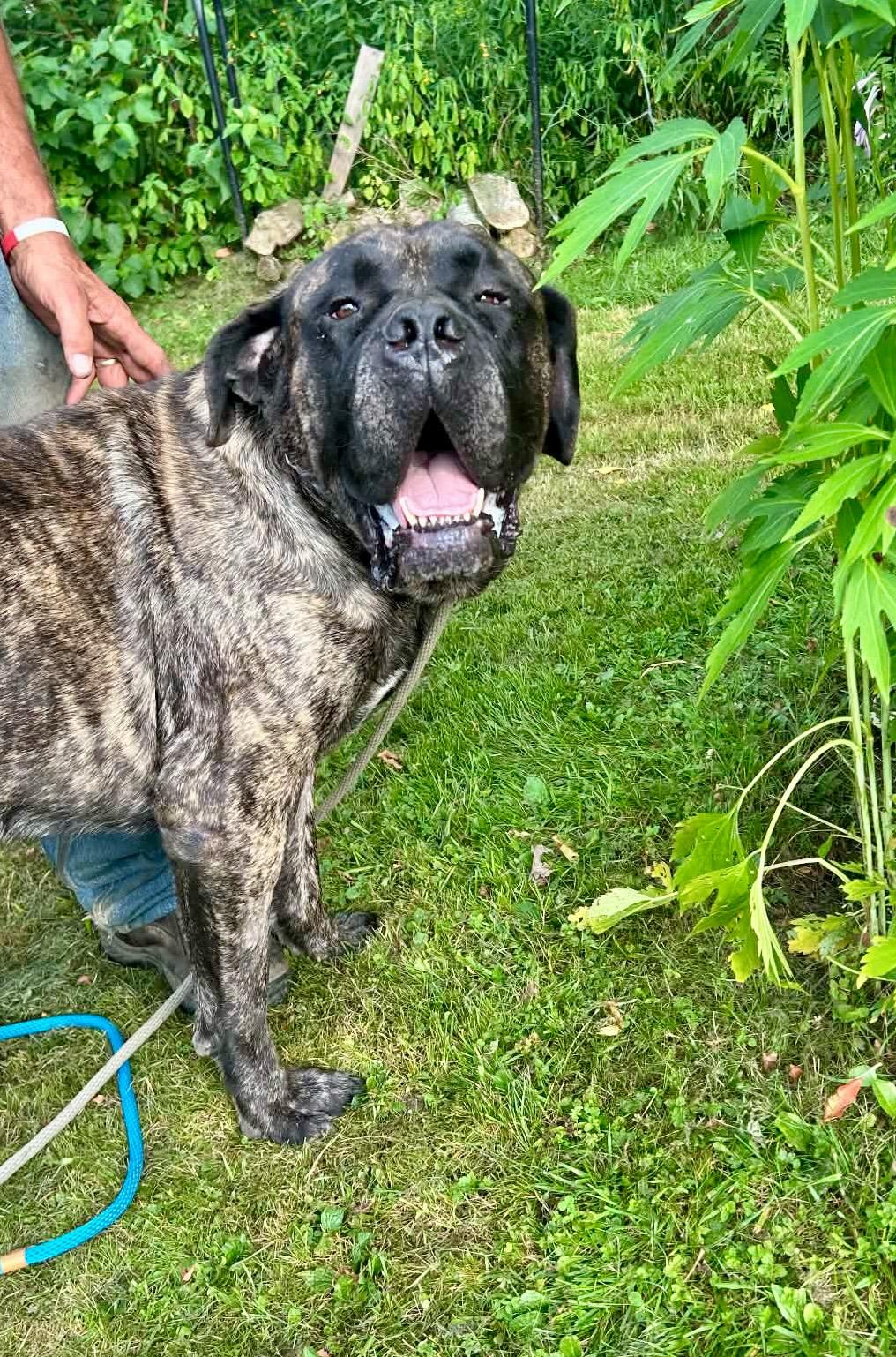 Bear, Adoptable, Adult Male Mastiff.