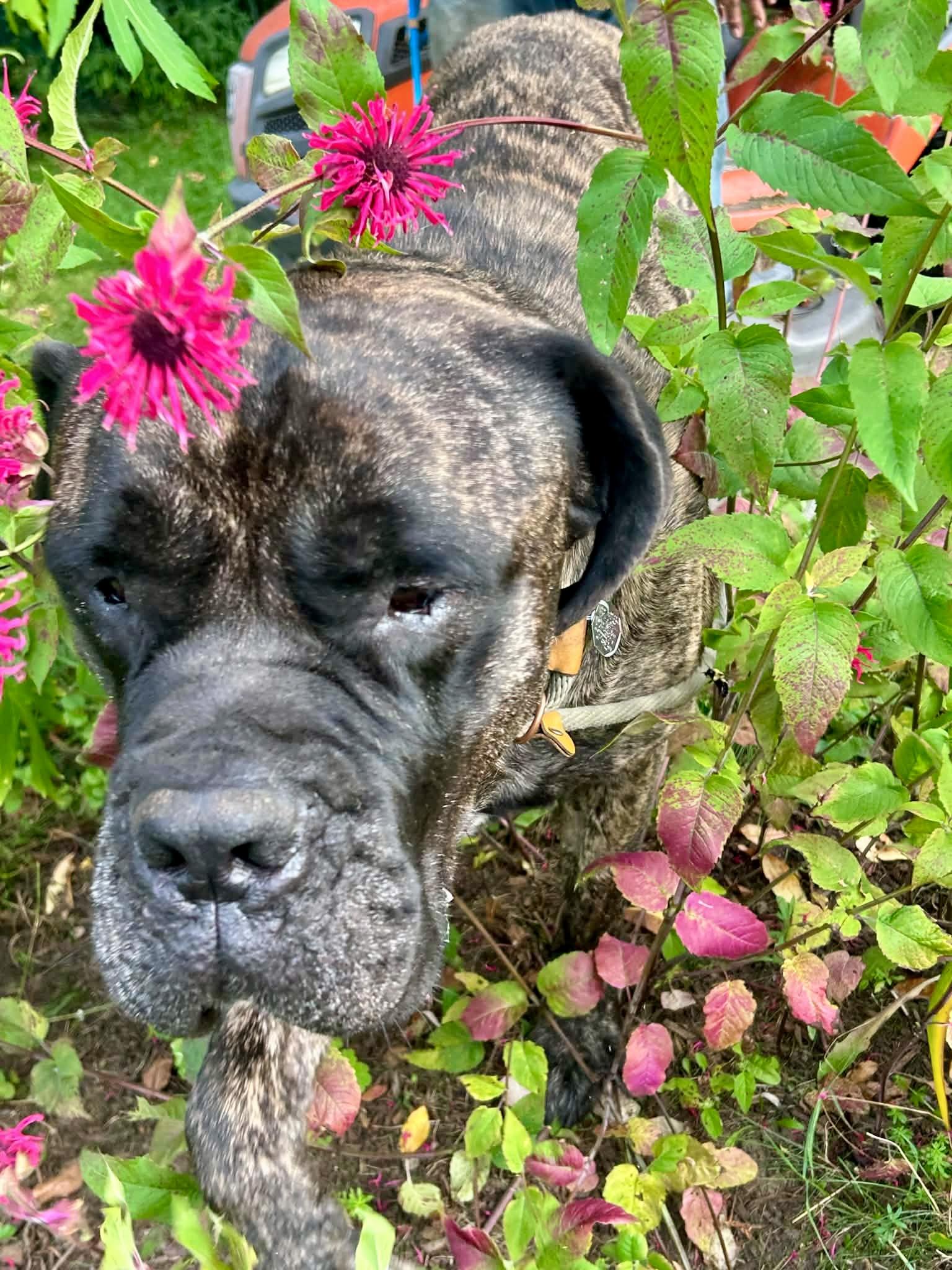Bear, a Adoptable Mastiff in Glover, VT image 2/2