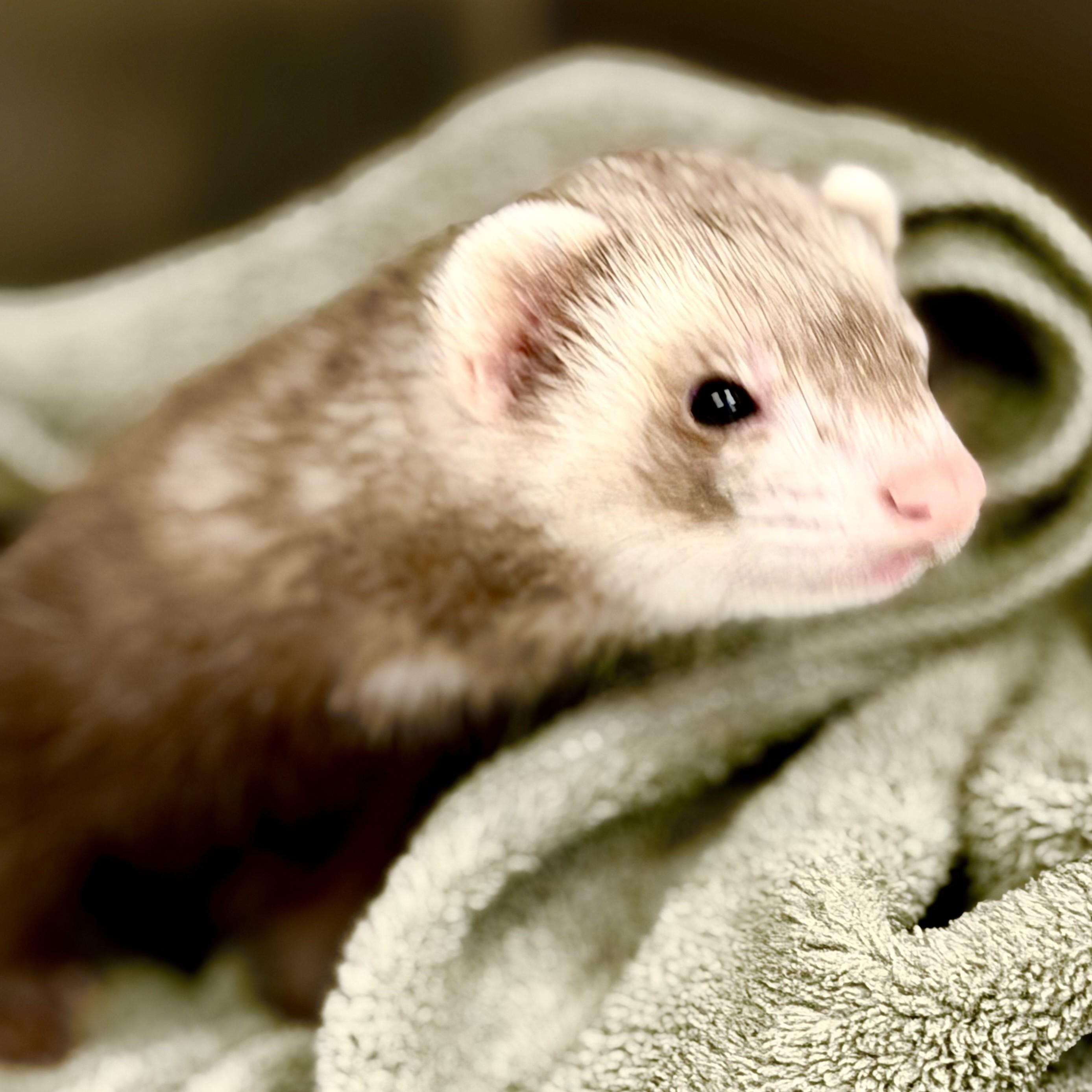 Pixie- 53037, ADOPTABLE, Adult Female Ferret.