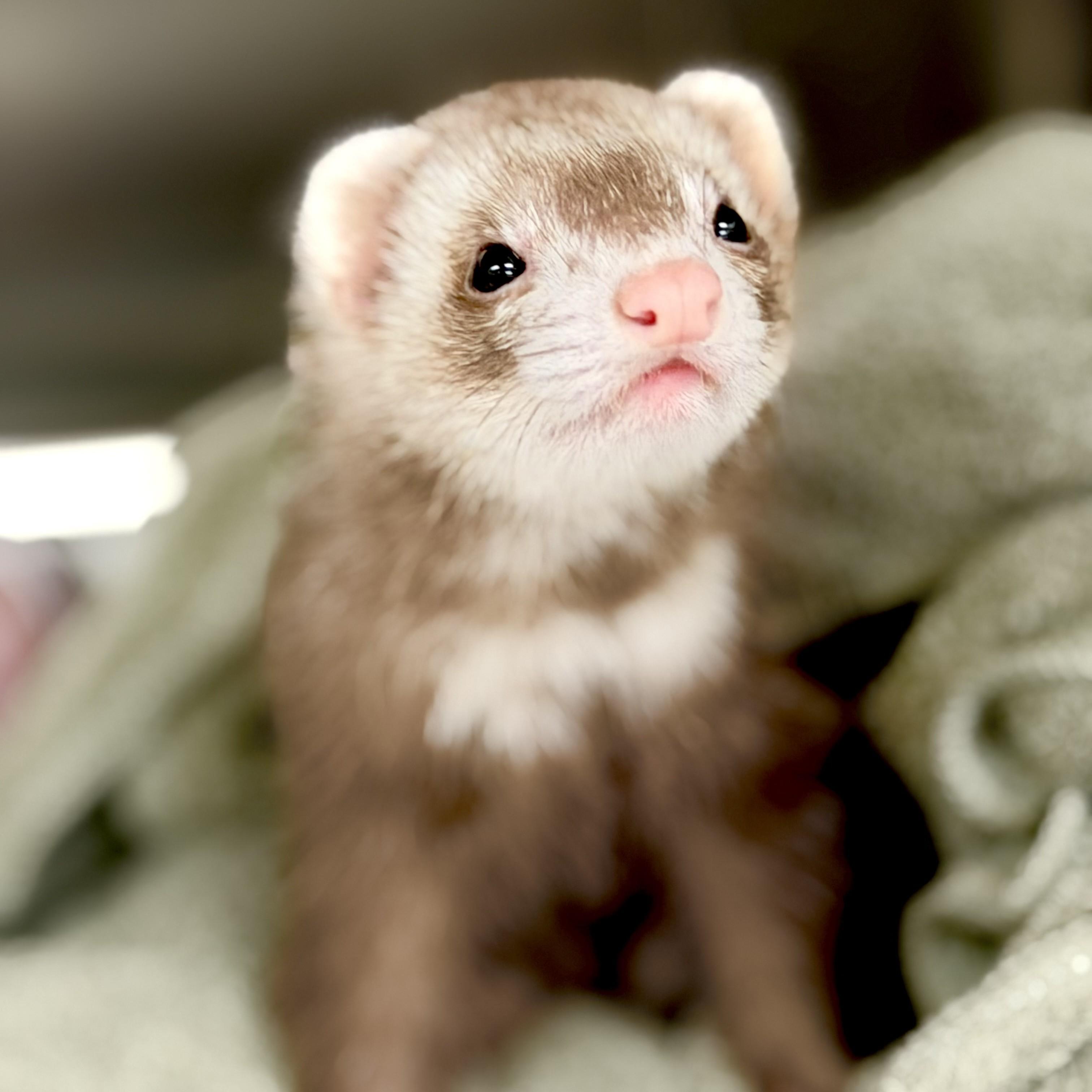 Enlarge Pixie- 53037, a ADOPTABLE Ferret in Columbia, MD image 2/2