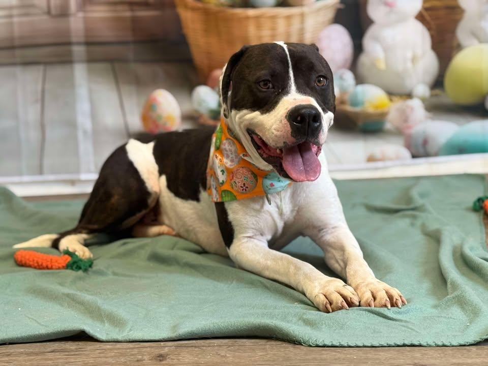 Bruno, Adoptable, Adult Male Pit Bull Terrier.