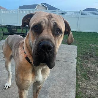 Enlarge Marvin, a Adoptable mixed breed in Oswego, IL image 1/6