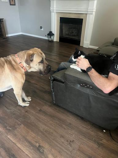 Enlarge Marvin, a Adoptable mixed breed in Oswego, IL image 2/6