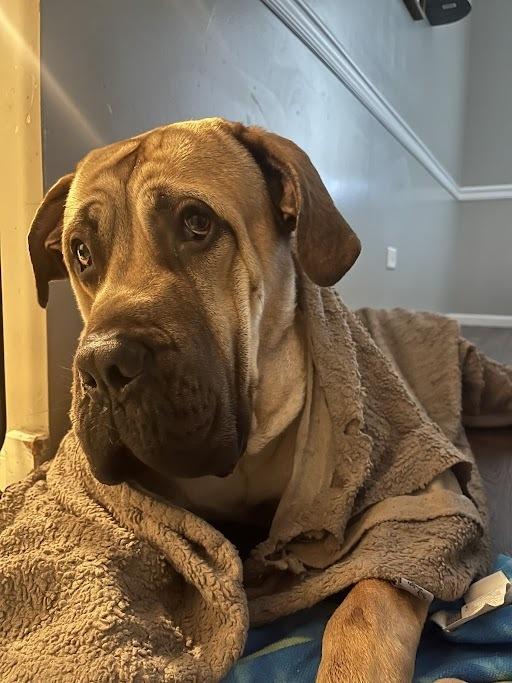 Enlarge Marvin, a Adoptable mixed breed in Oswego, IL image 3/6