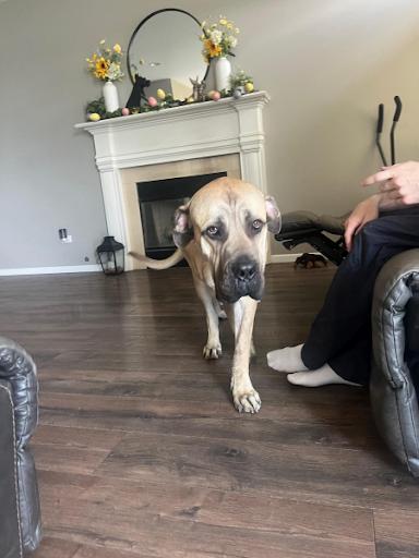 Enlarge Marvin, a Adoptable mixed breed in Oswego, IL image 4/6