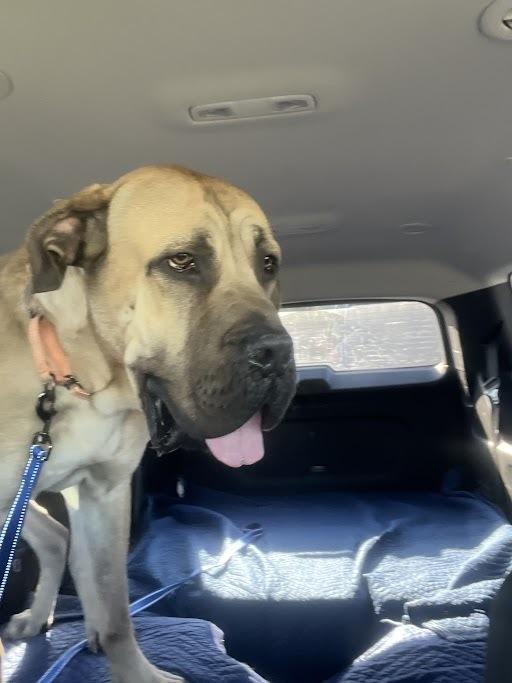 Enlarge Marvin, a Adoptable mixed breed in Oswego, IL image 6/6