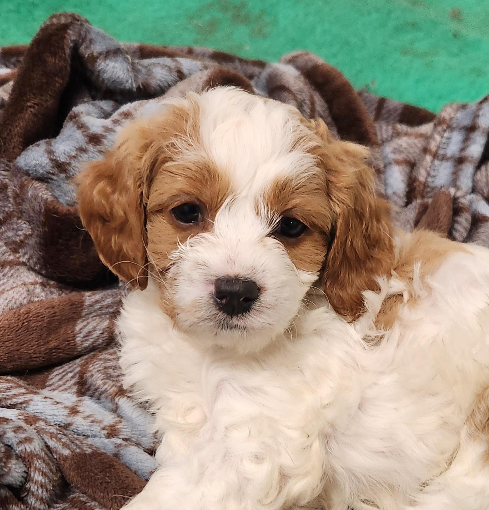 Enlarge Cara, an adopted Cavapoo in Liberty Center, OH image 1/5