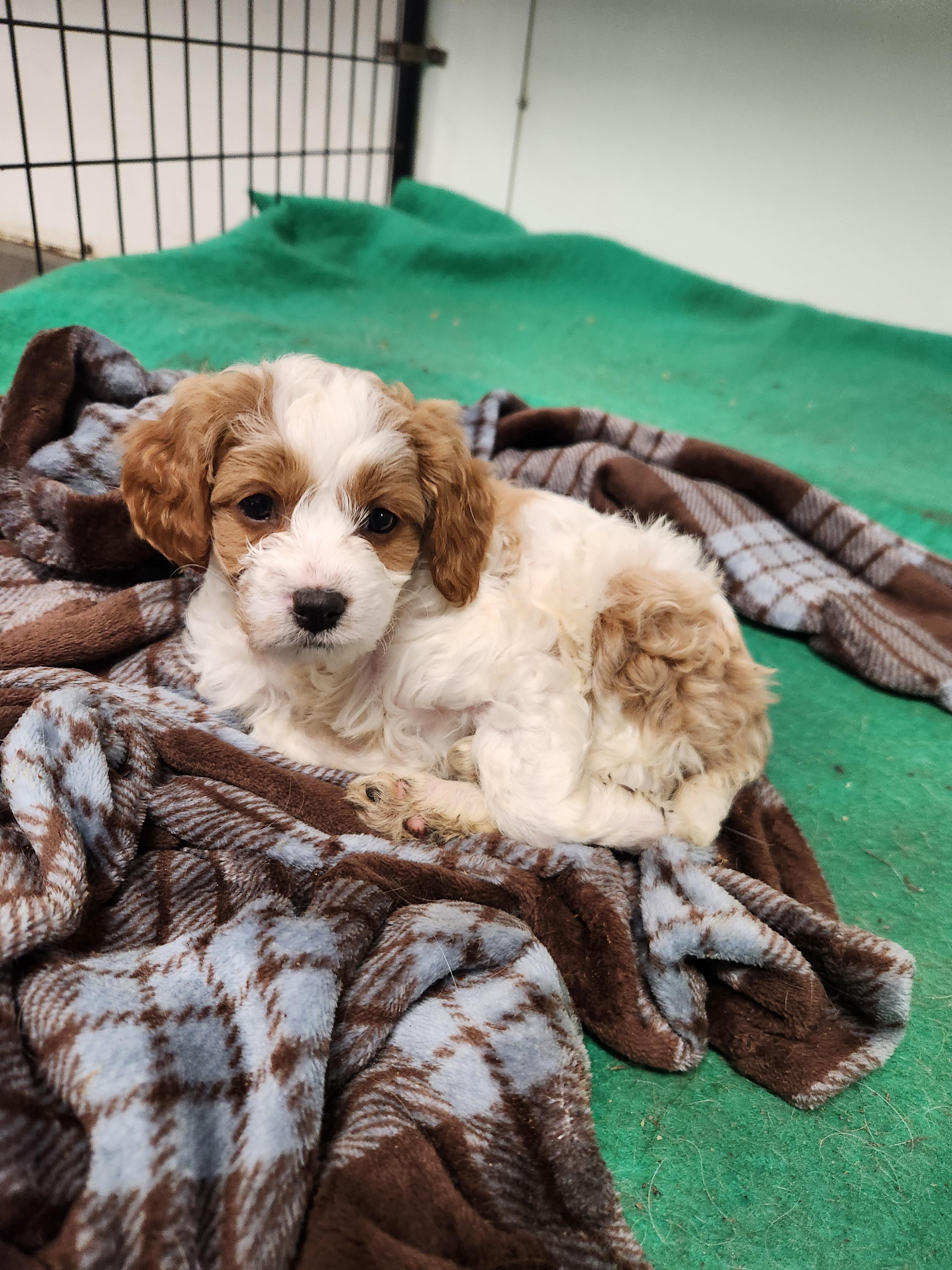 Enlarge Cara, an adopted Cavapoo in Liberty Center, OH image 5/5