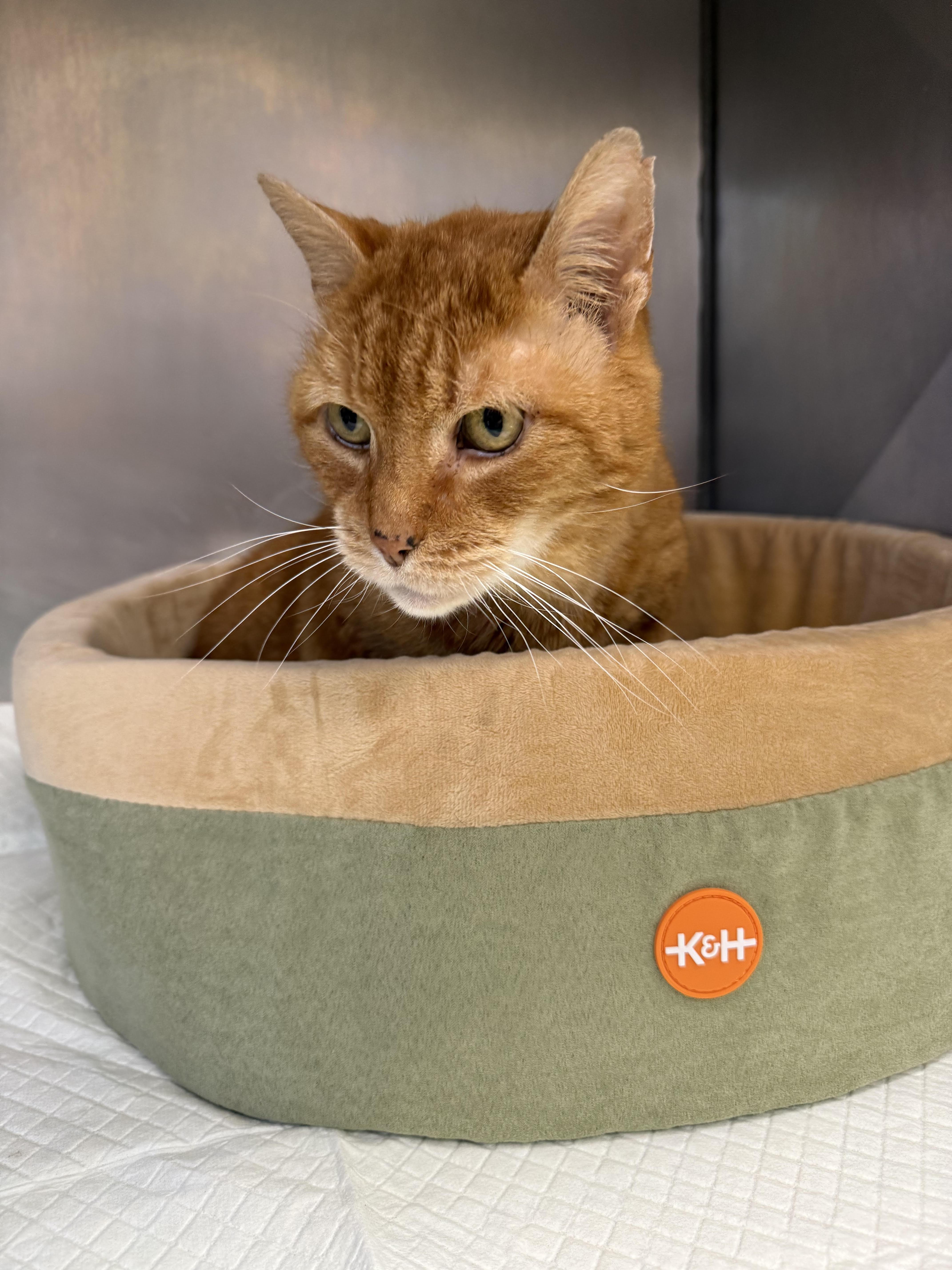 Enlarge Carrot, a ADOPTABLE Domestic Short Hair in Newburgh, NY image 1/1