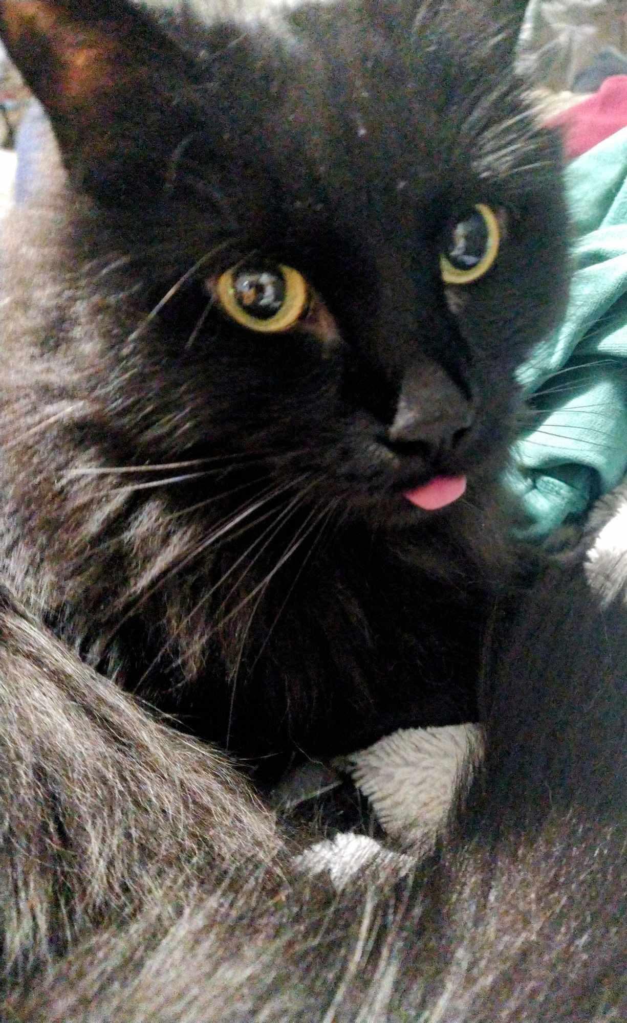 Shadow, Adoptable, Adult Male Domestic Long Hair.