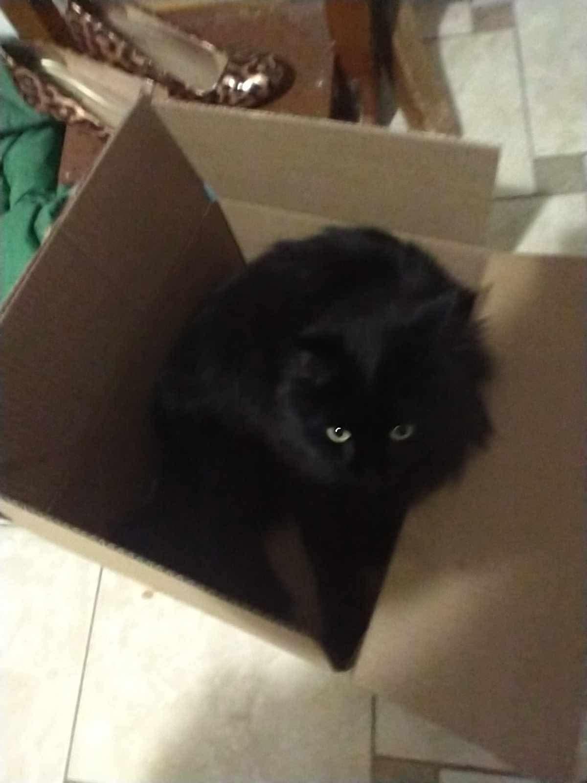 Enlarge Shadow, a Adoptable Domestic Long Hair in Chateauguay, QC image 3/3