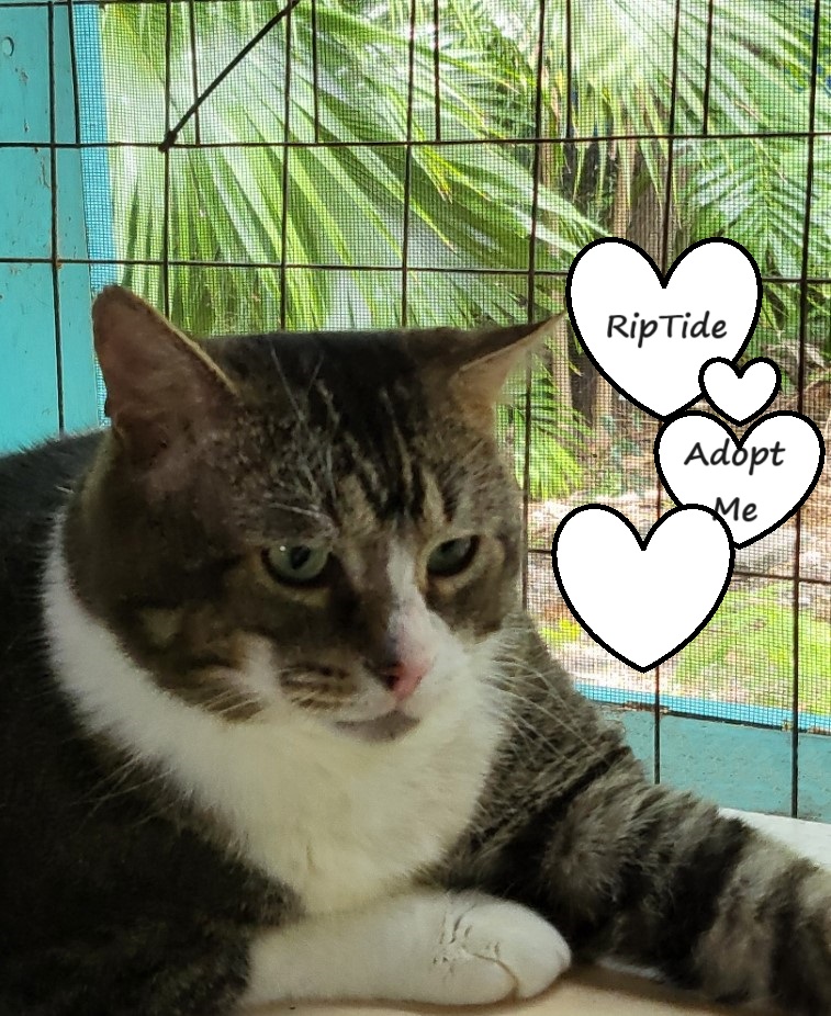 Enlarge RipTide, a Adoptable Domestic Short Hair in Miami Beach, FL image 1/2