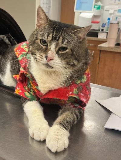 Enlarge RipTide, a Adoptable Domestic Short Hair in Miami Beach, FL image 2/2