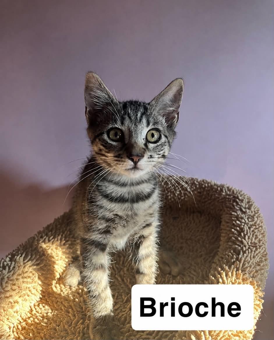 Enlarge Brioche, a Adoptable Domestic Short Hair in Belchertown, MA image 1/2