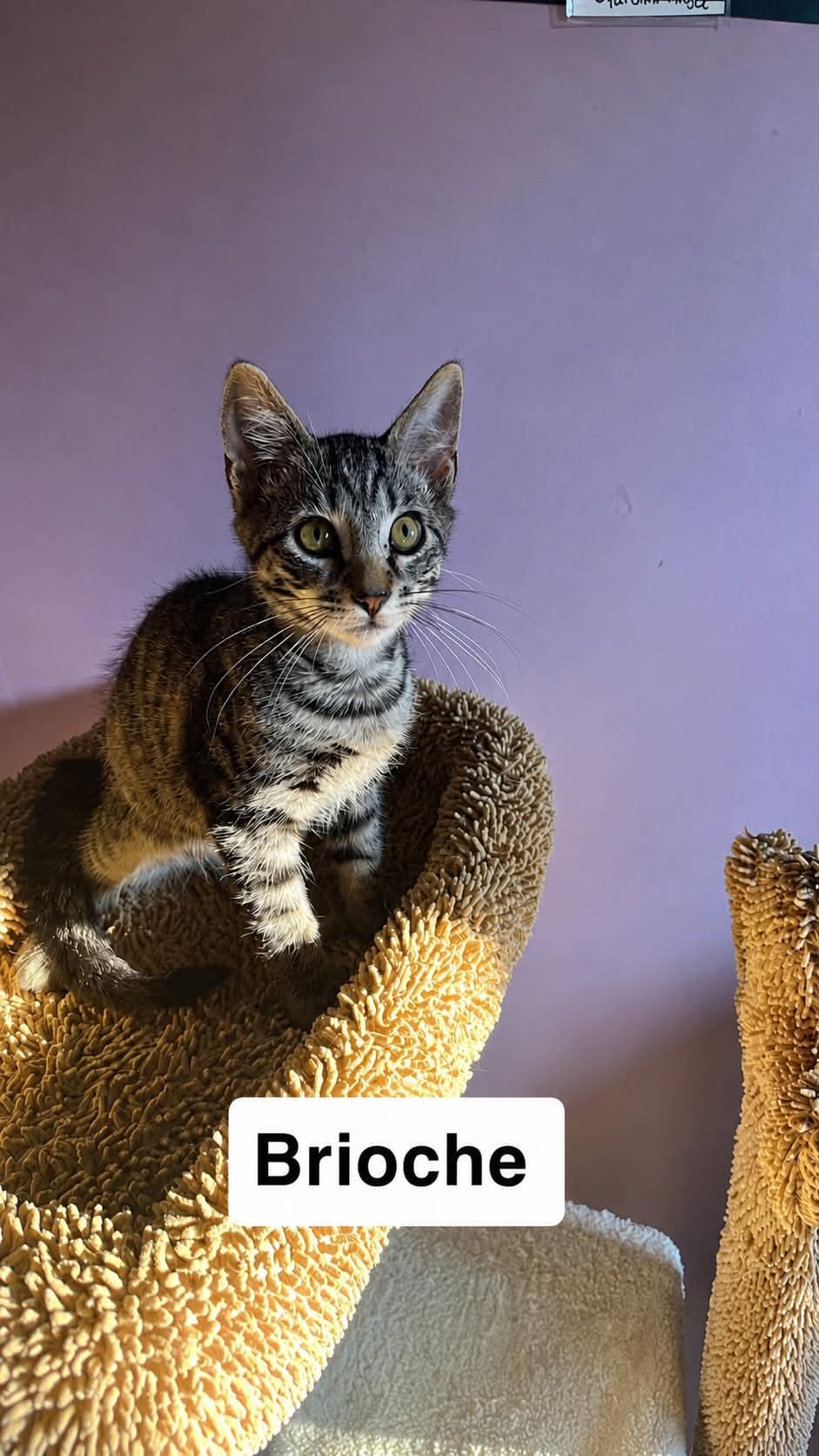 Enlarge Brioche, a Adoptable Domestic Short Hair in Belchertown, MA image 2/2