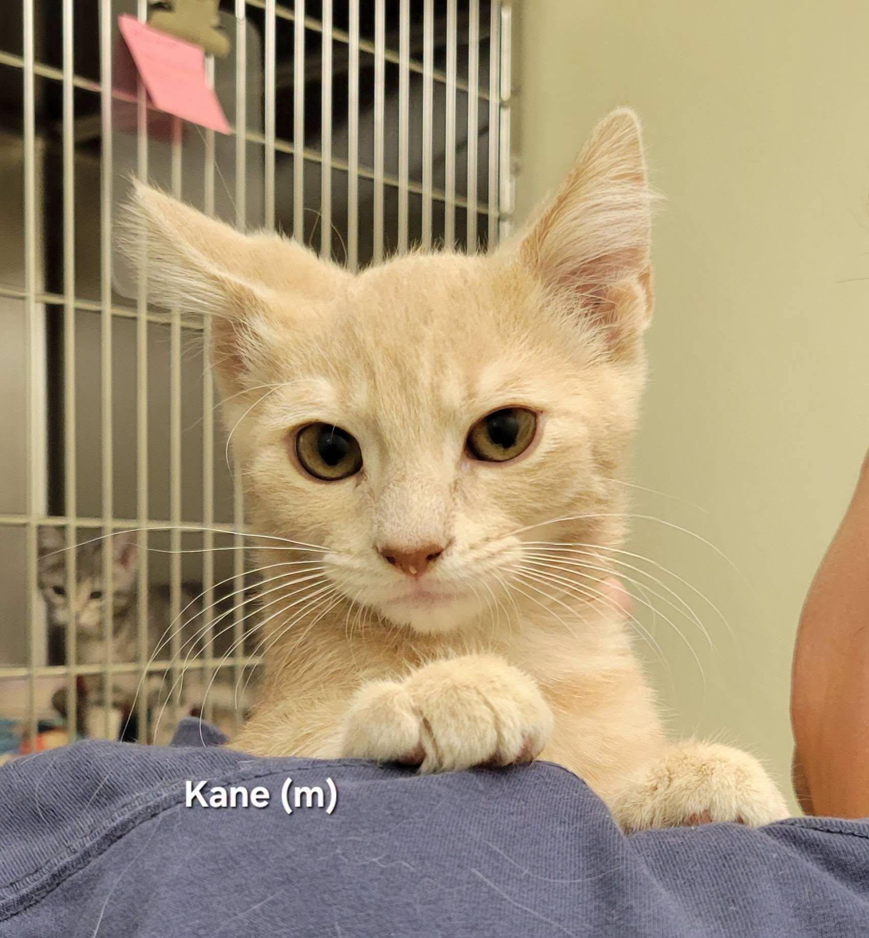Kane