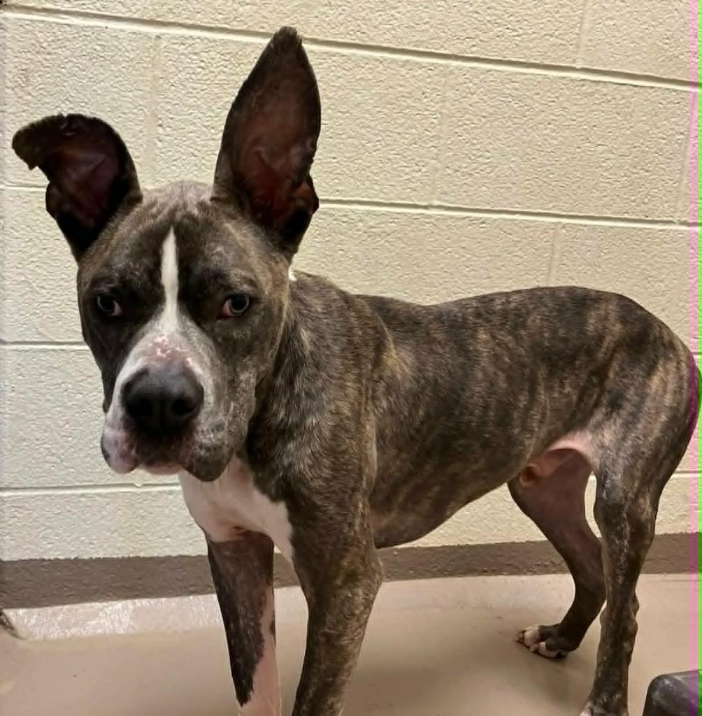 Odin, Adoptable, Puppy Male Pit Bull Terrier.