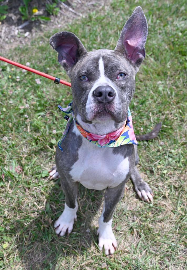Enlarge Odin, a Adoptable Pit Bull Terrier in Christiansburg, VA image 2/2