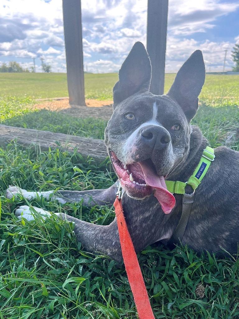 Enlarge Odin, a Adoptable Pit Bull Terrier in Christiansburg, VA image 3/3