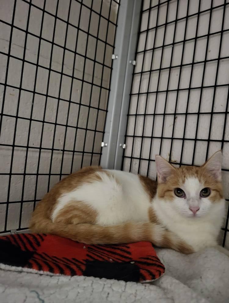 Enlarge Rhoedy, a Adoptable Domestic Medium Hair in Chilton, WI image 1/5