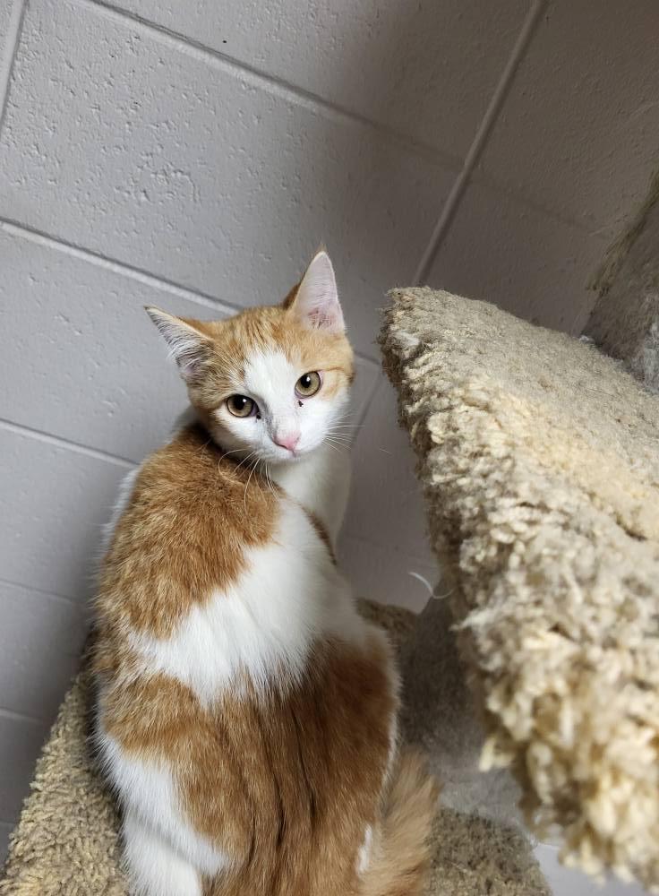 Enlarge Rhoedy, a Adoptable Domestic Medium Hair in Chilton, WI image 2/5