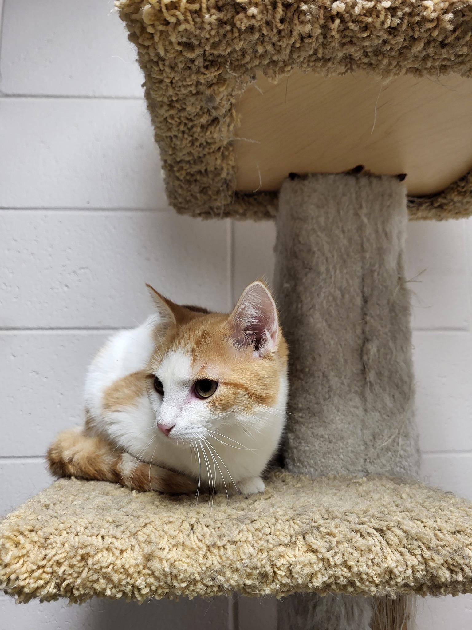 Enlarge Rhoedy, a Adoptable Domestic Medium Hair in Chilton, WI image 3/5