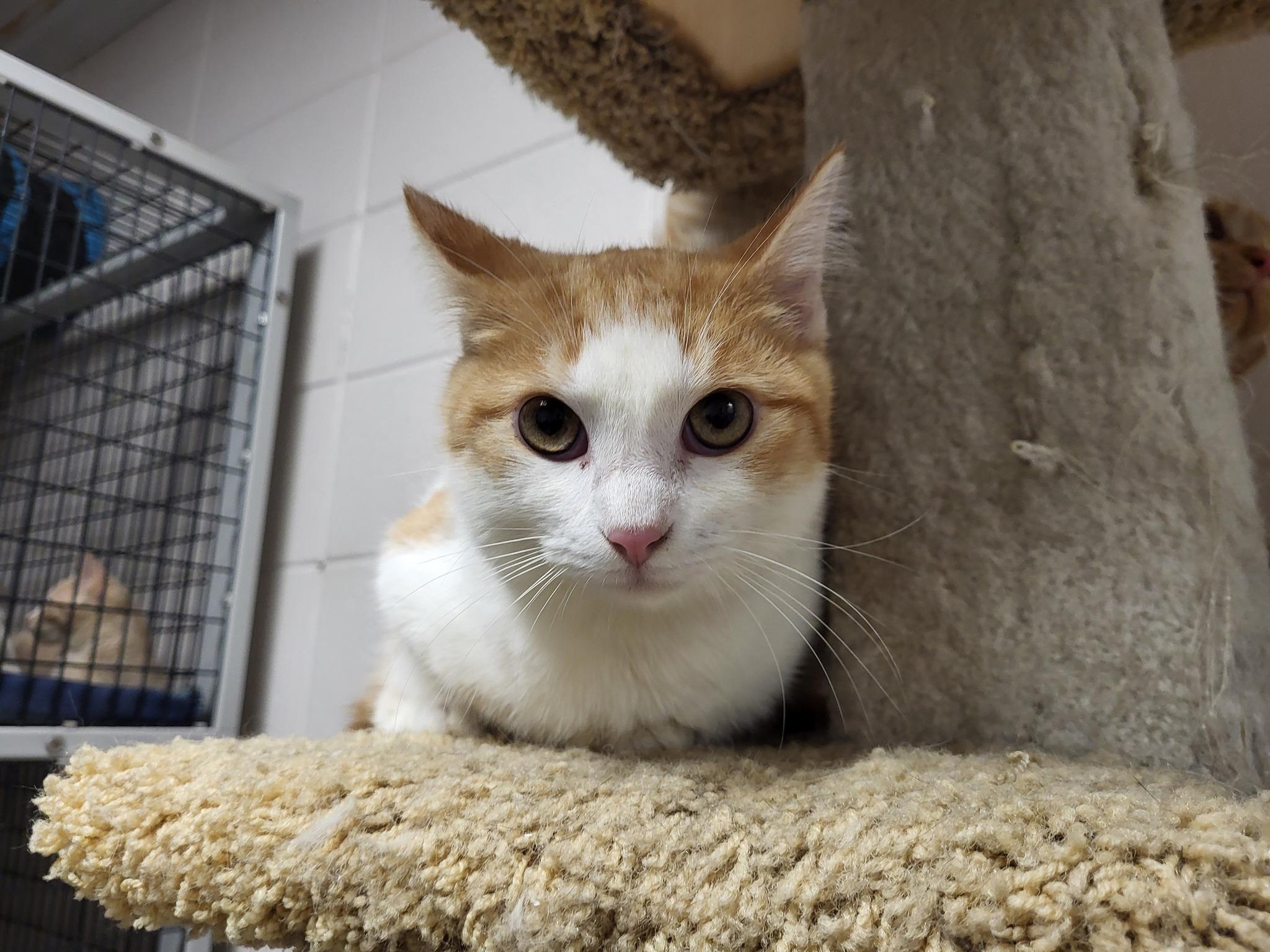 Enlarge Rhoedy, a Adoptable Domestic Medium Hair in Chilton, WI image 4/5