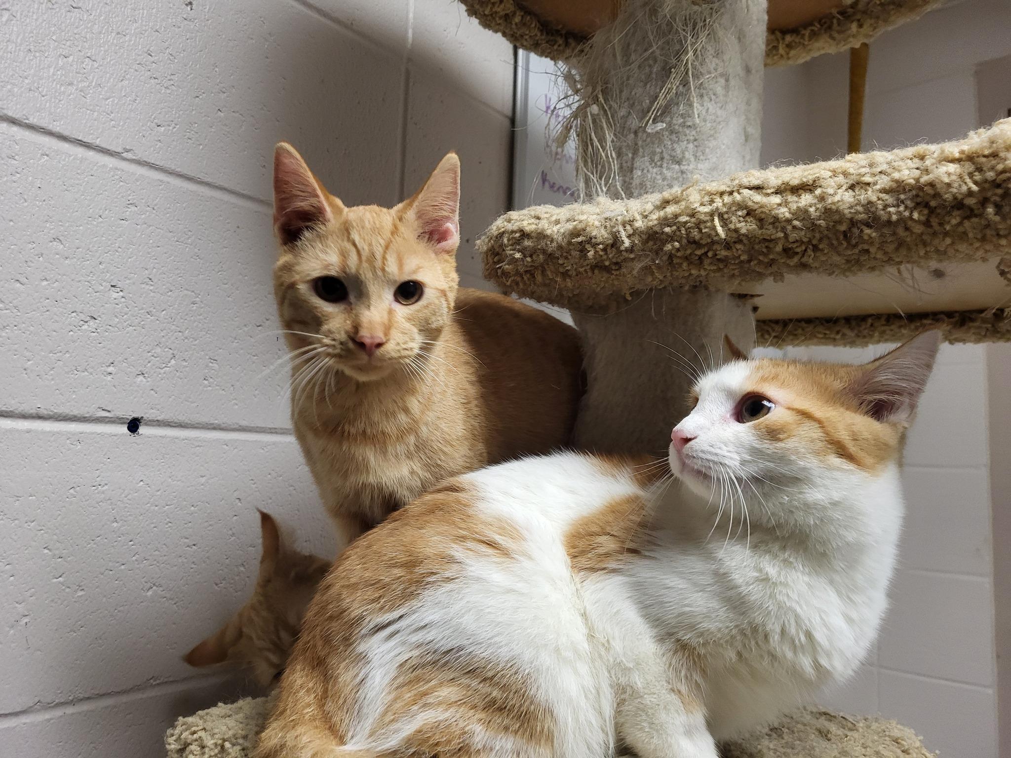 Enlarge Rhoedy, a Adoptable Domestic Medium Hair in Chilton, WI image 5/5