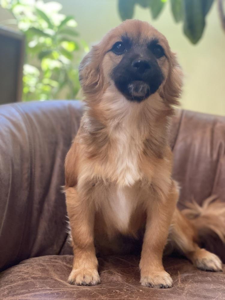 Enlarge Willow, a Adoptable mixed breed in Tucson, AZ image 3/5