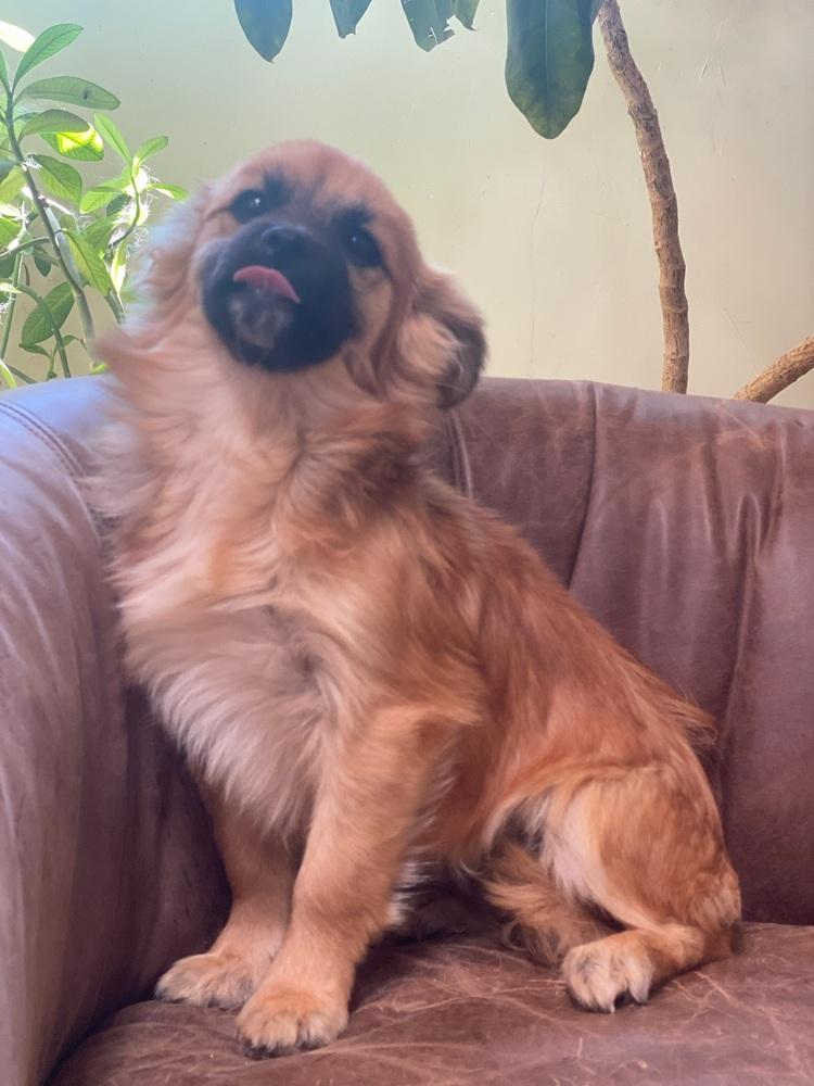 Enlarge Willow, a Adoptable mixed breed in Tucson, AZ image 4/5