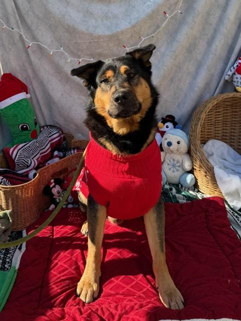 BILLY, Adoptable, Adult Male German Shepherd Dog & Mixed Breed.