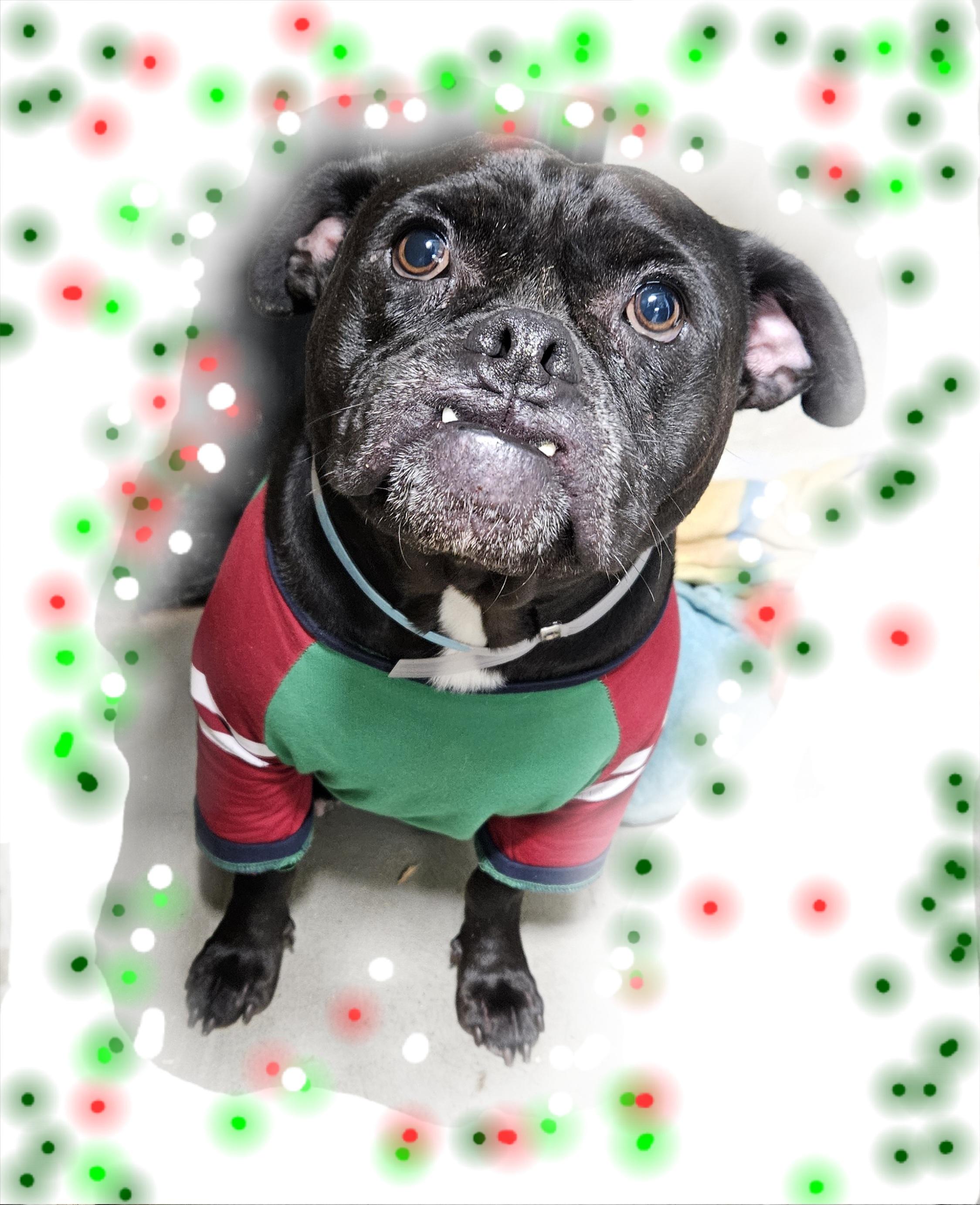 Black Jack Jack!! thumbnail 3