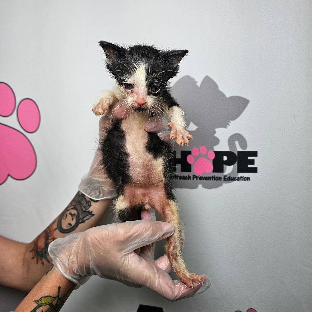 Ditch, a Adoptable mixed breed in Milton, FL image 1/2
