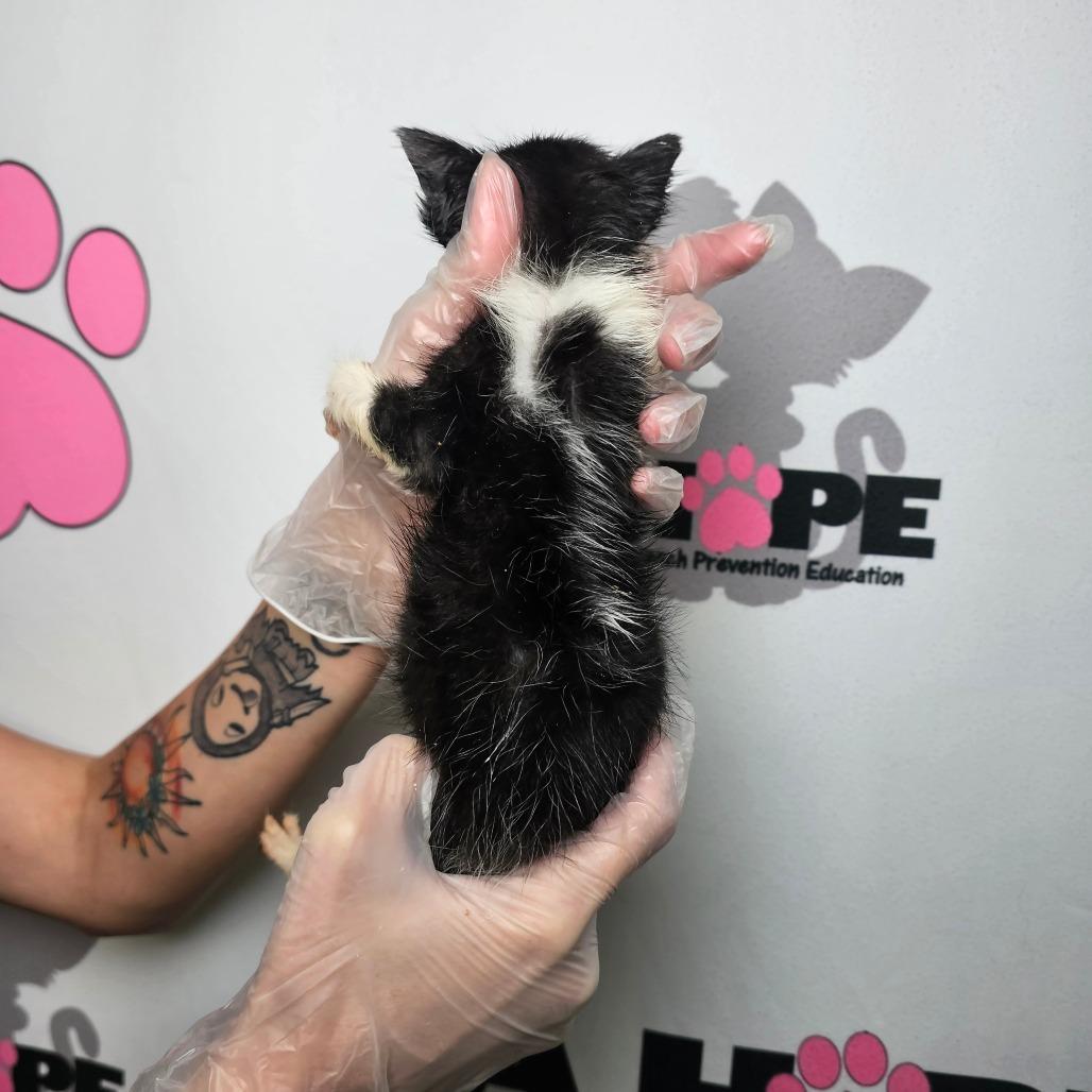 Ditch, a Adoptable mixed breed in Milton, FL image 2/2