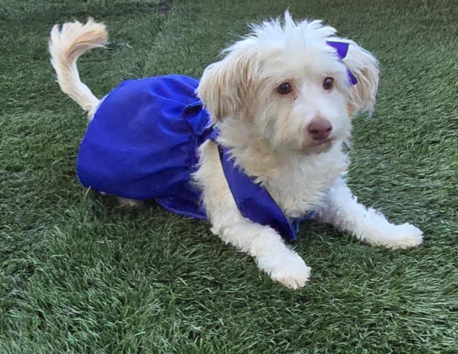 Enlarge Alazka, a ADOPTABLE Maltese in Fallbrook, CA image 1/6