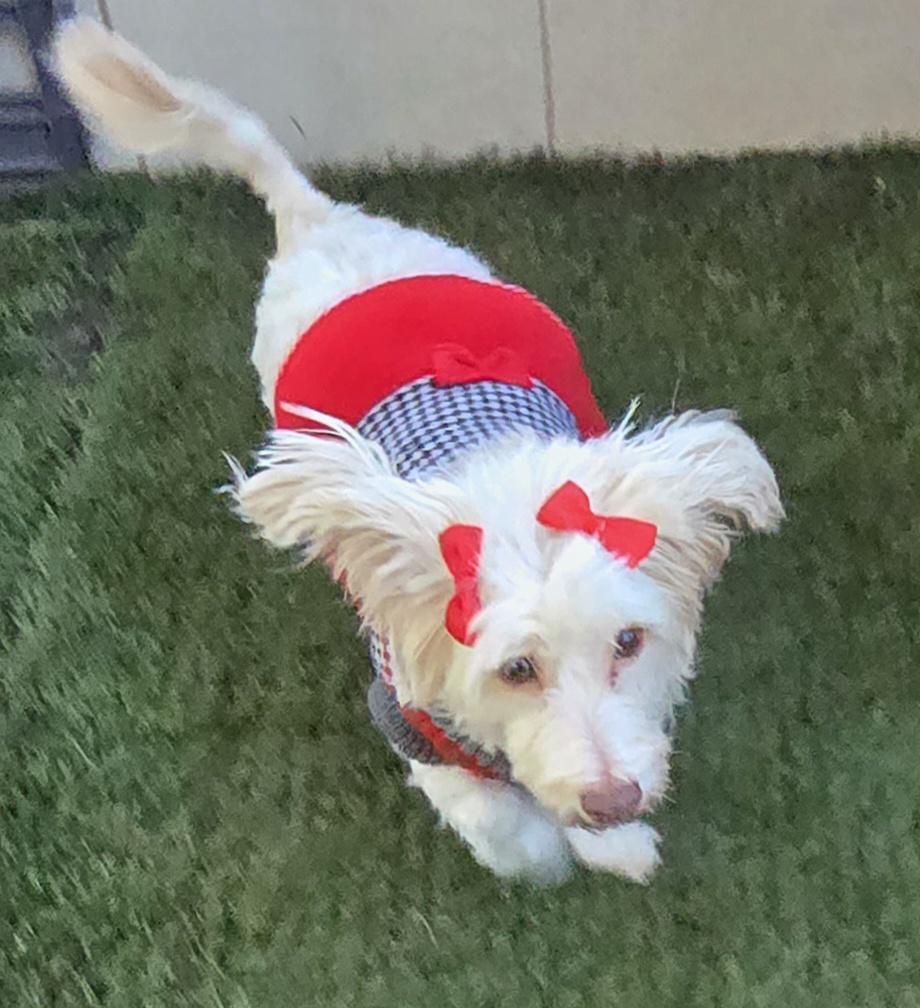 Enlarge Alazka, a ADOPTABLE Maltese in Fallbrook, CA image 2/6