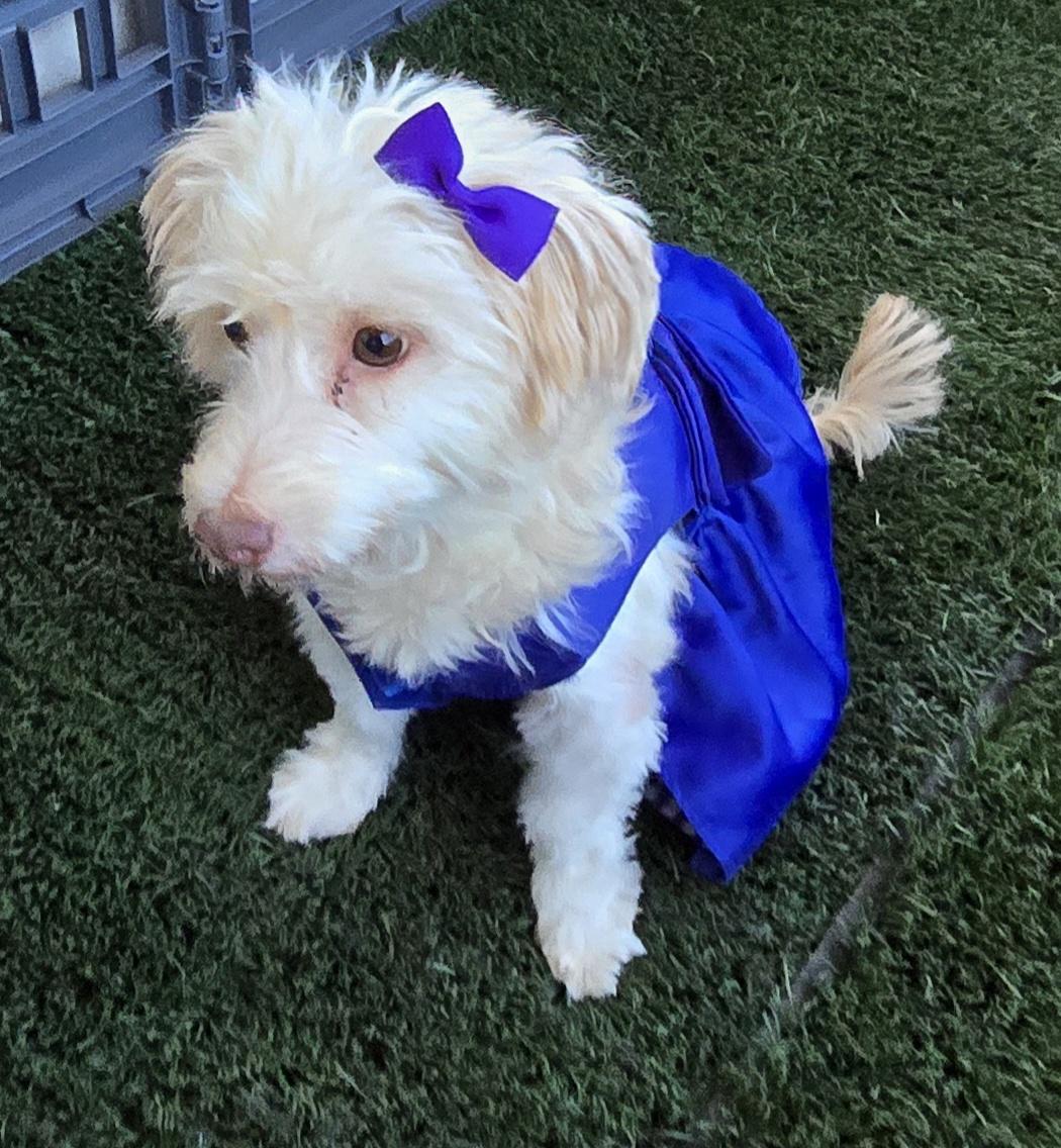 Enlarge Alazka, a ADOPTABLE Maltese in Fallbrook, CA image 3/6