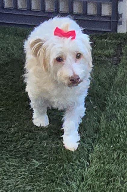 Enlarge Alazka, a ADOPTABLE Maltese in Fallbrook, CA image 4/6