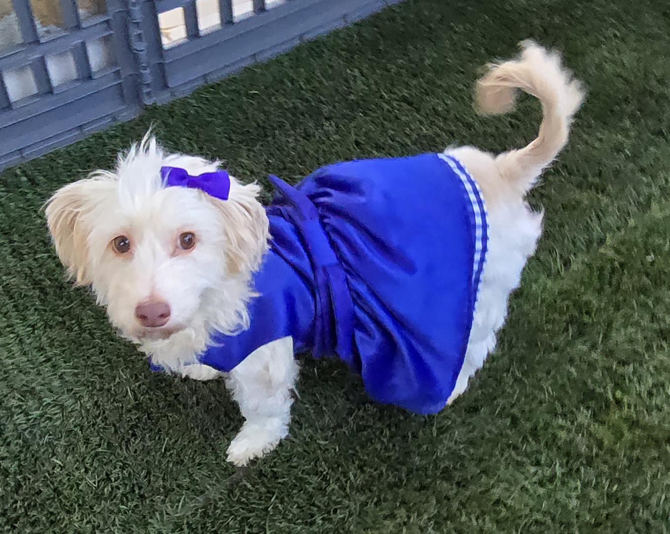 Enlarge Alazka, a ADOPTABLE Maltese in Fallbrook, CA image 5/6