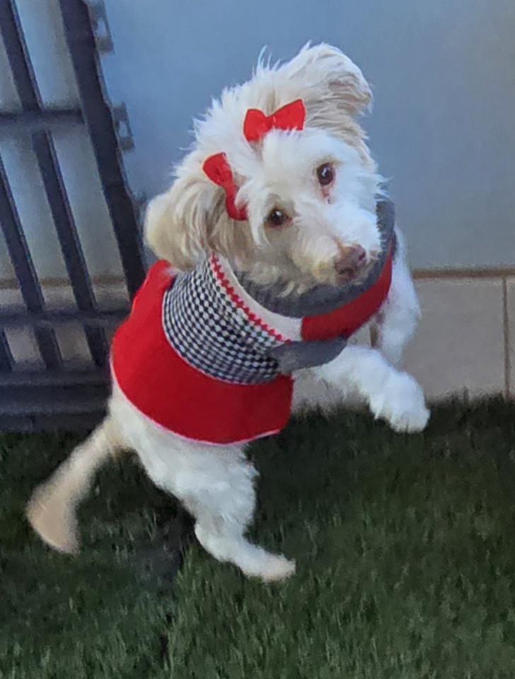 Enlarge Alazka, a ADOPTABLE Maltese in Fallbrook, CA image 6/6