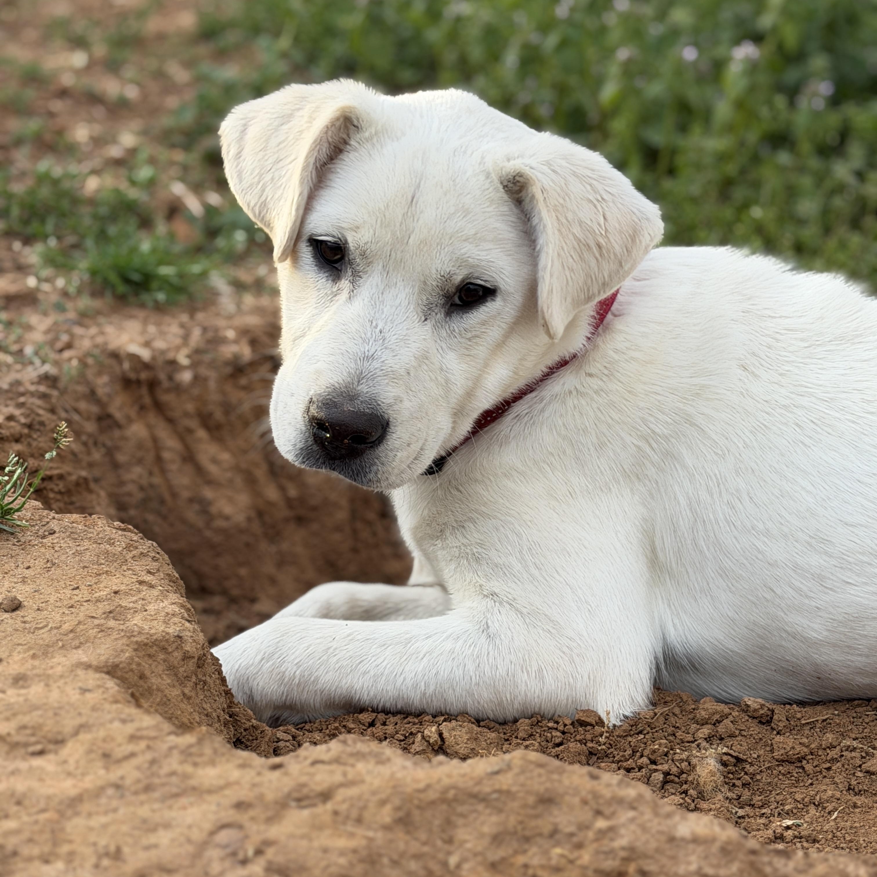 Enlarge DUTCH, a Adoptable mixed breed in Sewaren, NJ image 4/5