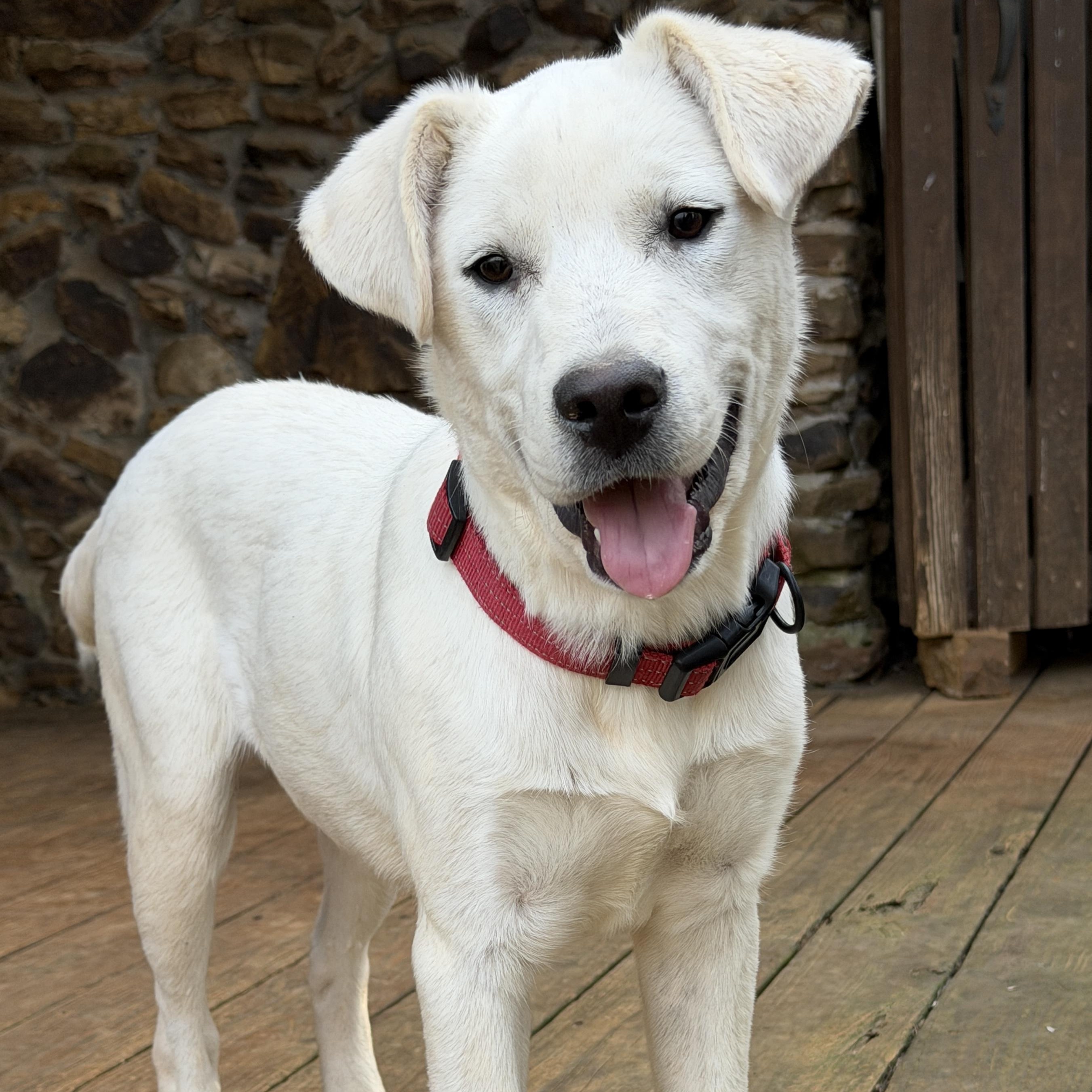 Enlarge DUTCH, a Adoptable mixed breed in Sewaren, NJ image 5/5
