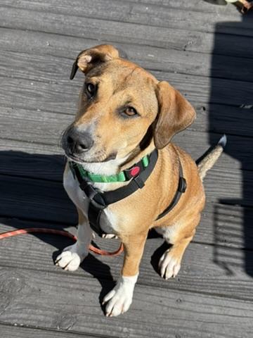 Panini, a Adopted mixed breed in Blacksburg, VA image 1/5