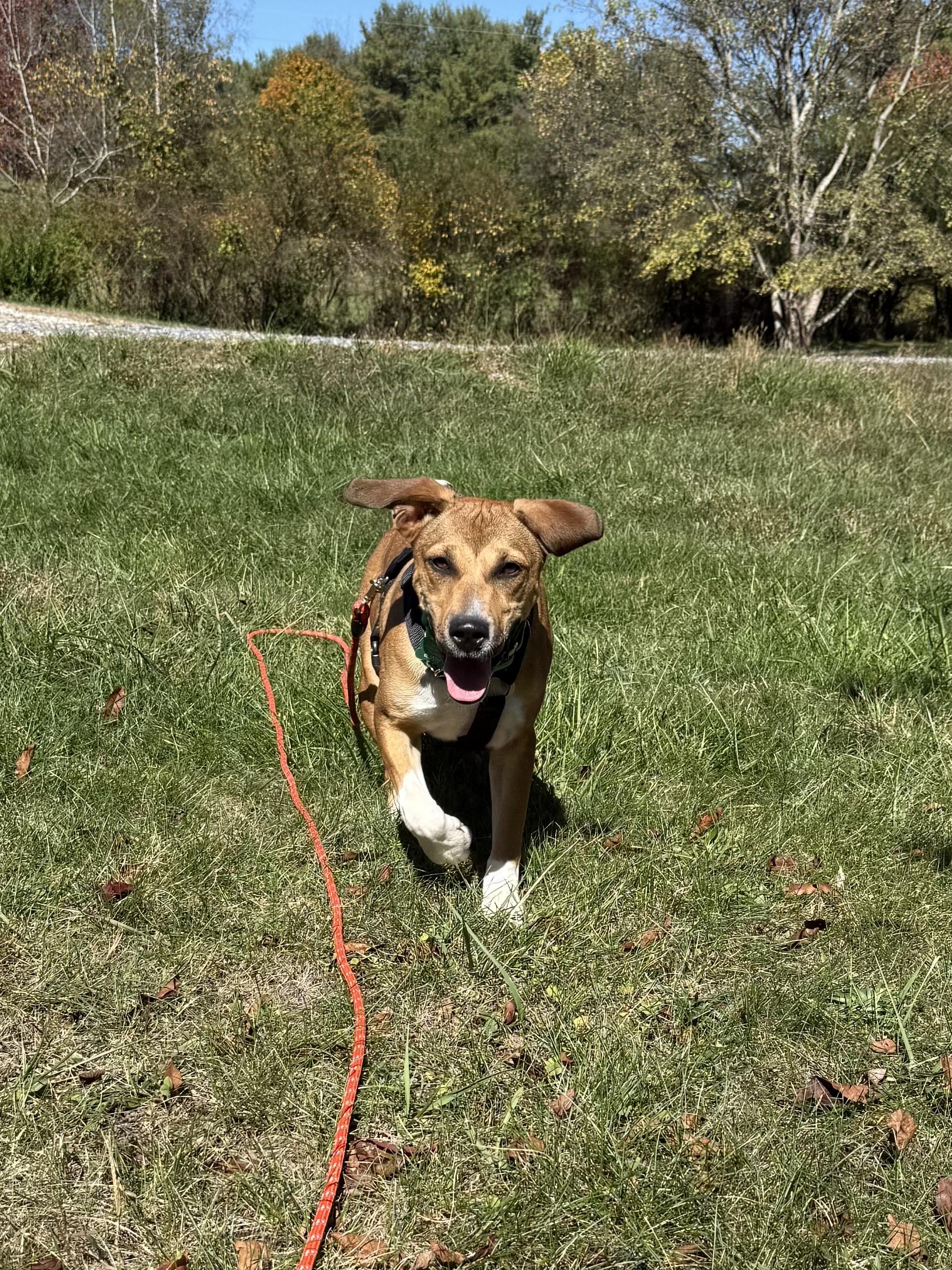 Panini, a Adopted mixed breed in Blacksburg, VA image 4/5