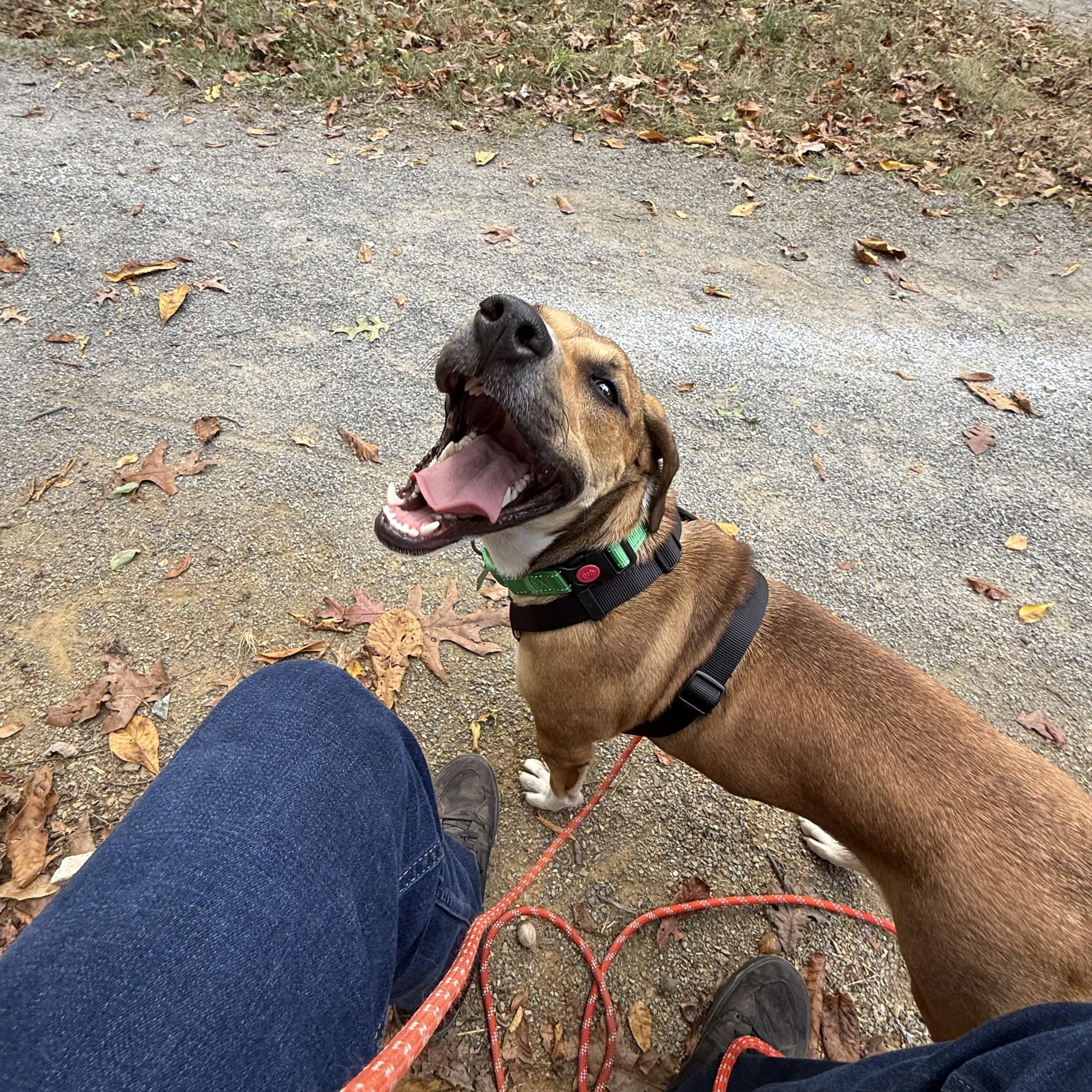 Panini, Adopted, Young Female Hound.