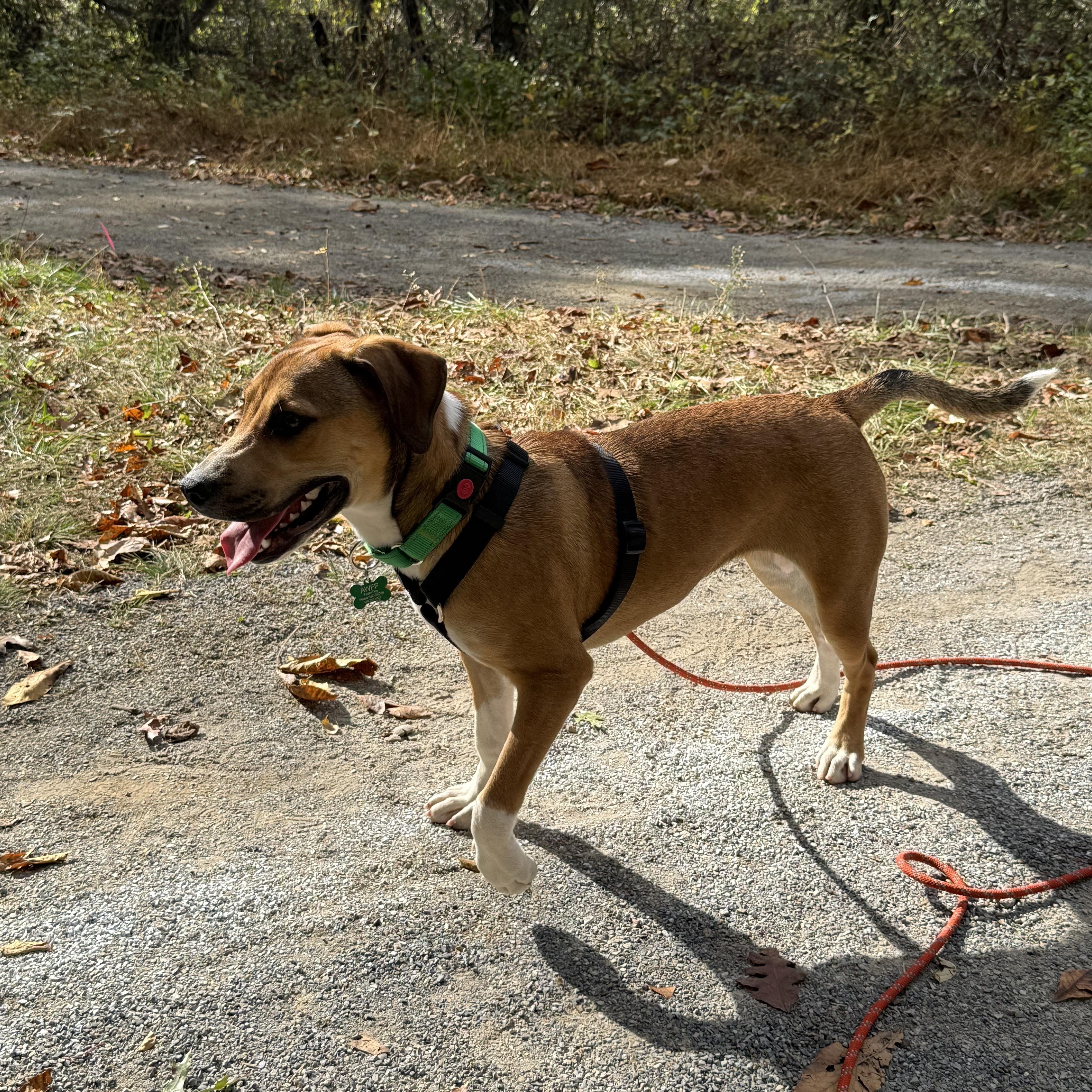 Panini, a Adopted mixed breed in Blacksburg, VA image 5/5